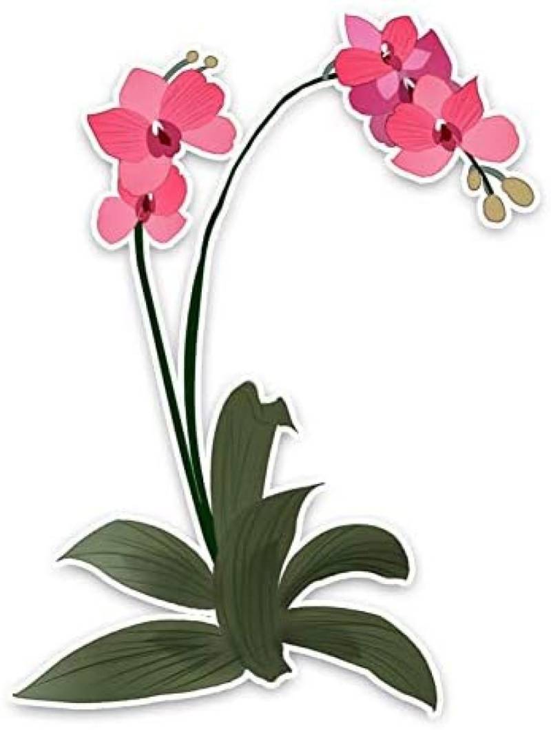 AIPASTN Aufkleber 10.2 X 13,6 cm Schmetterling Orchid Decor -Autoaufkleber Personalisierte Blumen 1PS von AIPASTN