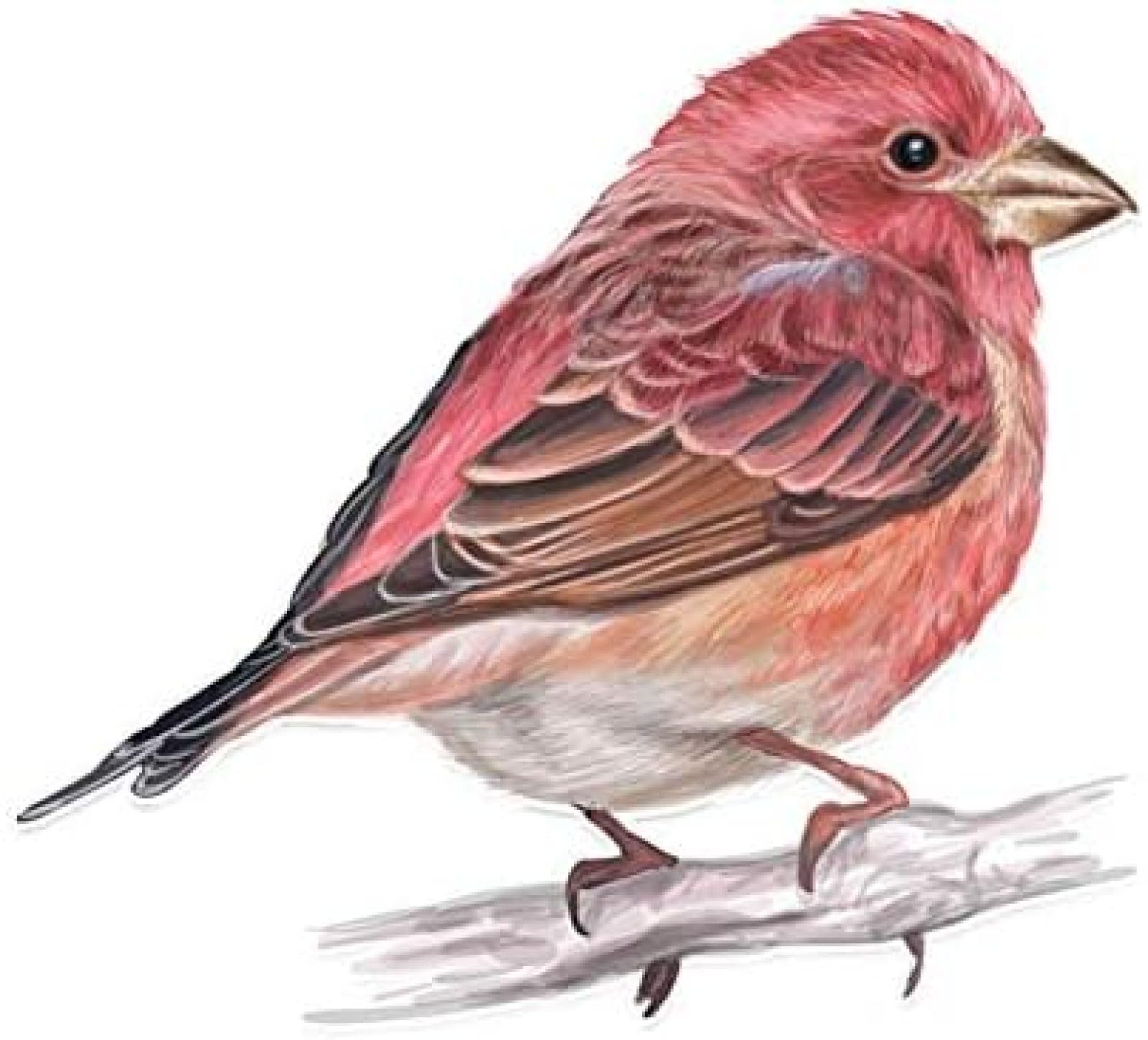 AIPASTN Aufkleber 13,9 X 12,3 cm Schöne Sparrow Flug PVC Personalisiertes Dekor -Autoaufkleber 3PS AIPASTN Aufkleber 13,9 X 12,3 cm Schöne Sparrow Flug PVC Personalisiertes Dekor -Autoaufkleber 3PS von AIPASTN