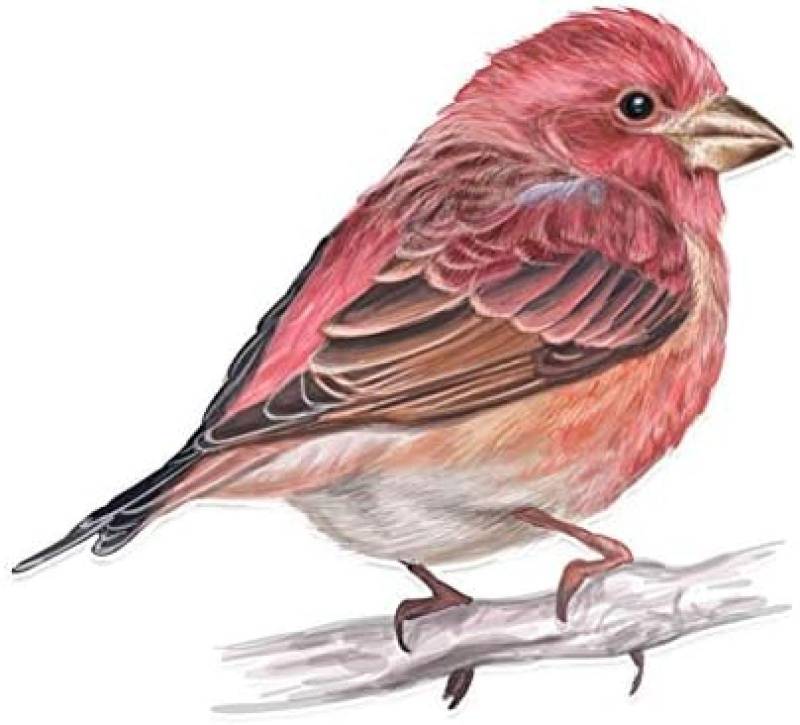 AIPASTN Aufkleber 13,9 X 12,3 cm Schöne Sparrow Flug PVC Personalisiertes Dekor -Autoaufkleber 3PS von AIPASTN