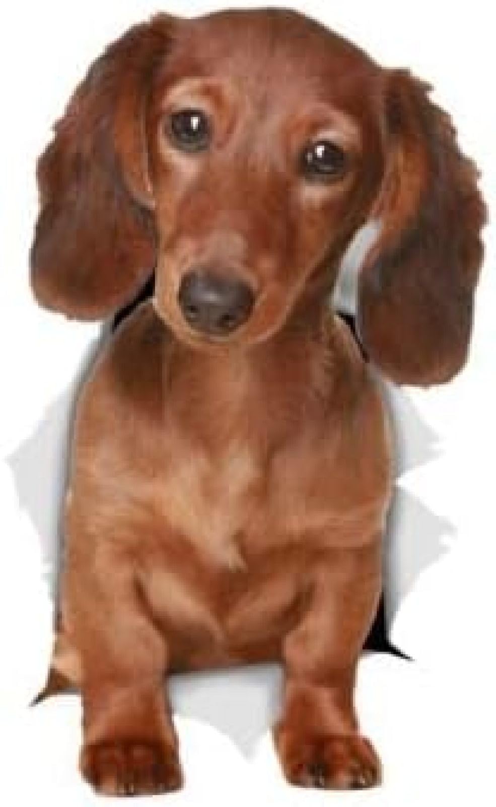 AIPASTN Auto Aufkleber Hund An Bord 25 cm 3D Langhaarig Dackel -Wandaufkleber Für Kinder Baby Girls Rooms Kindergarten -Wohnungsdekoration Vinyl Wandtattoos DIY CSS1A9434 2PS AIPASTN Auto Aufkleber Hund An Bord 25 cm 3D Langhaarig Dackel -Wandaufkleber Für Kinder Baby Girls Rooms Kindergarten -Wohnungsdekoration Vinyl Wandtattoos DIY CSS1A9434 2PS von AIPASTN