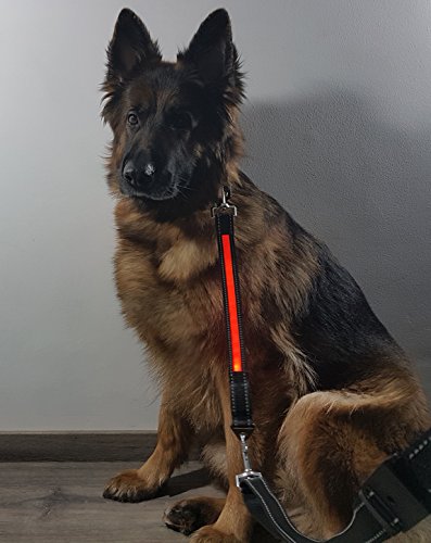 amoredipet LED Erweiterung für Hund Leine – Hohe Sichtbarkeit Gear für Laufen, Radfahren, Walking. Sicherer und heller als eine Warnweste – (2,5 * 37,5, Blau) von AmoreDiPET