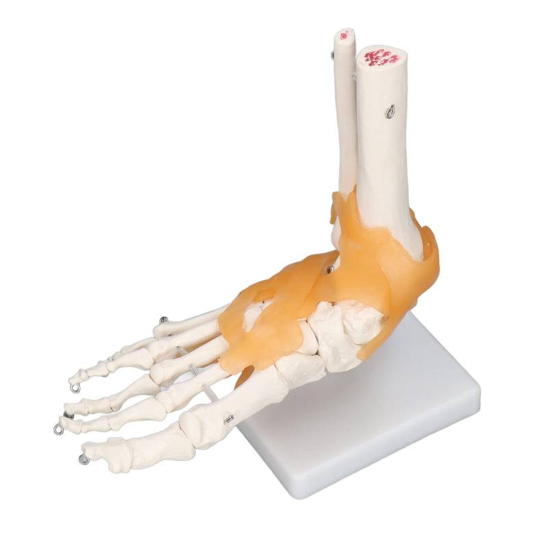 Menschliches Fuß- Und Knöchelmodell, Menschliches Fußmodell, Anatomische Knöchelskelettknochen Mit Bändern, 1 zu 1, Lebensgroße Form Für Medizinische Studien von Fyearfly