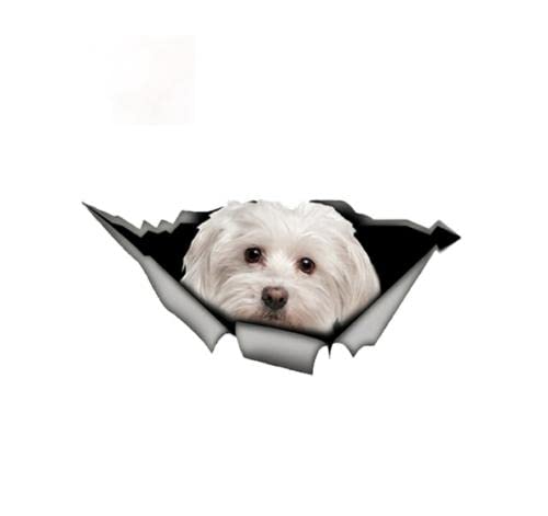 Autoaufkleber Lustig Hund 20Cm(7.87In) Personality Cute Maltese Autoaufkleber Haustier Hund Auto Dekoration Aufkleber Reflektierender Aufkleber Wasserdichtes Auto Styling Auf Autofenster Auftragen(Gl von GAETOYEN