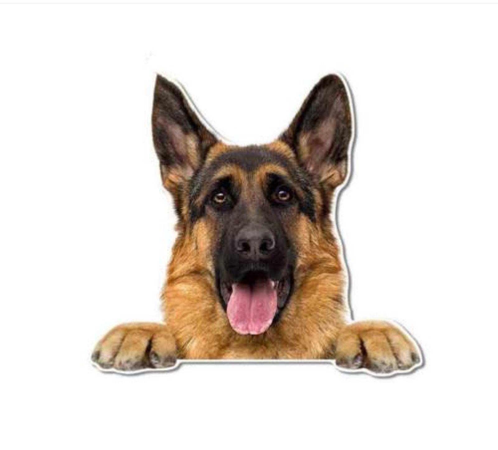 GAETOYEN Auto Sticker Autoaufkleber Lustig Dog Auto-Aufkleber Für Belgischer Schäferhund Malinois Police Rescue Guard Dog Graphics Funny Bumper Wall Laptop Decals（15Cm） C1S3902(1PCS) von GAETOYEN