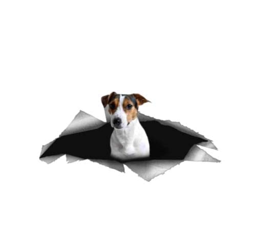 GAETOYEN Autoaufkleber Hund Personalisiert 15 cm Zerrissenes Metall Auto Aufkleber Jack Russell Terrier Hund Wasserdichter Aufkleber Laptop LKW Motorrad Auto Zubehör PVC Css1A13686 von GAETOYEN
