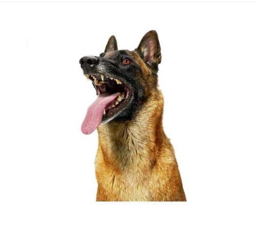 GAETOYEN Autoaufkleber Hund Personalisiert 21Cm（8.6 Inches） Auto-Aufkleber Für Belgischer Schäferhund Malinois Police Rescue Guard Dog Graphics Funny Bumper Wall Laptop Decals(def1m3737) von GAETOYEN