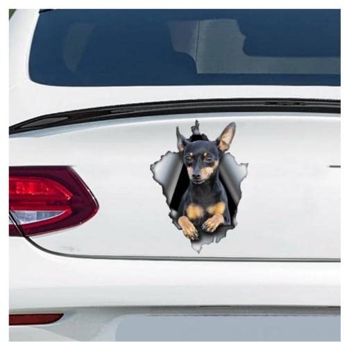 GAETOYEN Autoaufkleber Hund Personalisiert 21Cm（8.6 Inches） Pinscher-Auto-Aufkleber, Pinscher-Magnet, Hund-Auto-Aufkleber, Pinscher-Aufkleber(def1m3921) von GAETOYEN