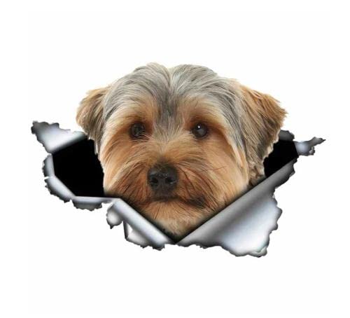 GAETOYEN Autoaufkleber Lustig Hund 20Cm(7.87In) PVC-Aufkleber Yorkshire Terrier Hund Autoaufkleber Wasserdicht Auf Stoßstange Heckscheibe Laptop(Glh1D7803) von GAETOYEN