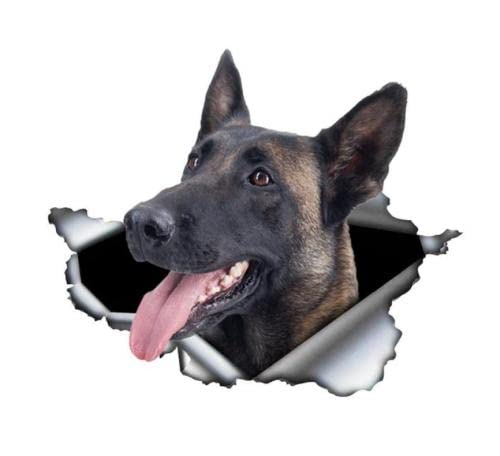 GAETOYEN Autoaufkleber für Hunde, lustig, 25 cm, belgische Malinois, Autoaufkleber, zerrissenes Metall, reflektierende Aufkleber, wasserdicht, belgischer Schäferhund, Hunde-Aufkleber (Csyj1S40861) von GAETOYEN