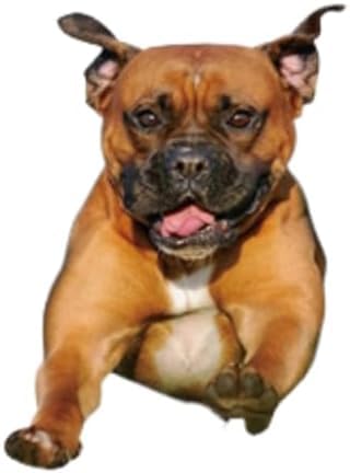 GENMIP 2 X Selbstkleber Aufkleber, 3D Funny Mops Hundewagenaufkleber, wasserdichte Autodekorationen Am Stoßfänger, Heckfenster, 20 cm, Autoaufkleber, Autoaufkleber GENMIP 2 X Selbstkleber Aufkleber, 3D Funny Mops Hundewagenaufkleber, wasserdichte Autodekorationen Am Stoßfänger, Heckfenster, 20 cm, Autoaufkleber, Autoaufkleber von GENMIP