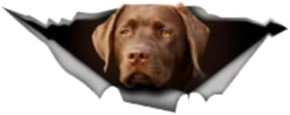 GENMIP 2pcs Selbstklebende Aufkleber Labrador Aufkleber wasserdichte Auto-Dekore Auf Stoßfänger Heckscheiben Motorrad Laptop Breite 20 cm Autoaufkleber Auto Aufkleber Autoaufkleber GENMIP 2pcs Selbstklebende Aufkleber Labrador Aufkleber wasserdichte Auto-Dekore Auf Stoßfänger Heckscheiben Motorrad Laptop Breite 20 cm Autoaufkleber Auto Aufkleber Autoaufkleber von GENMIP
