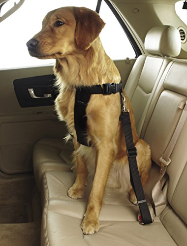 Guardian Gear Ride Recht Classic Car Geschirre – Stabilem Nylon Geschirre für Hunde – XS von Guardian