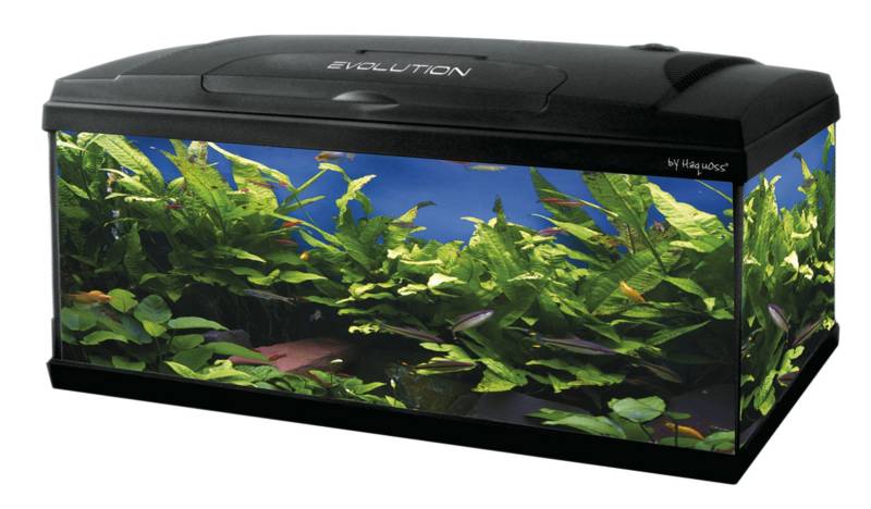 Haquoss Evolution 100 Aquarium 100 x 30 x 54h cm, 115 Liter, mit Licht LED 9,5 Watt, komplett bestückt von Haquoss