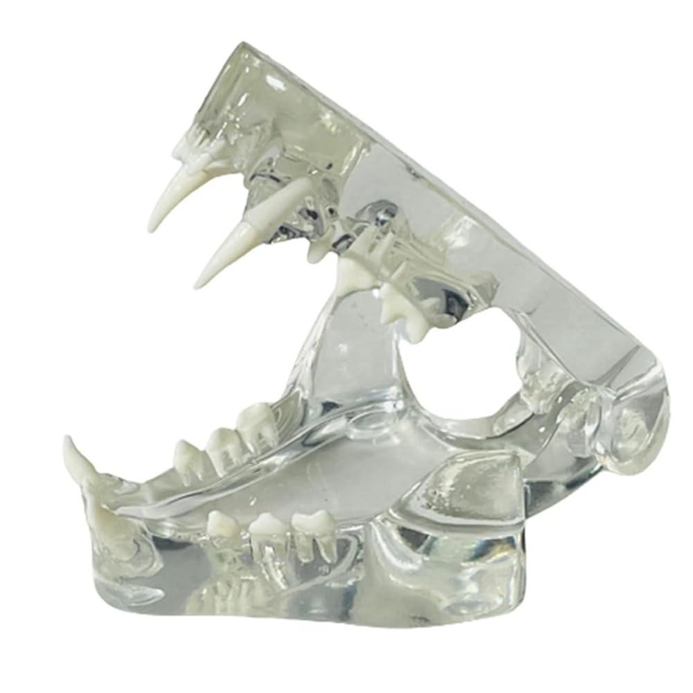 Kueohse Transparente Eckzähne, Anatomisches Modell, Zahntiere, Mundzahn, für Tierärztliches Lehrmittel (Katze), Transparent von Kueohse