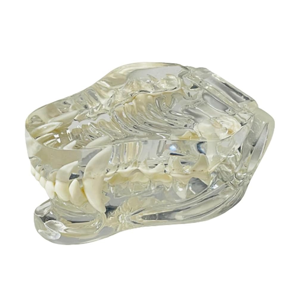 Kueohse Transparente Eckzahnzähne, Anatomisches Modell, Zahntiere, Mundzahnkiefer für Tierärztliches Lehrmittel (Hund), Einfach zu Bedienen von Kueohse