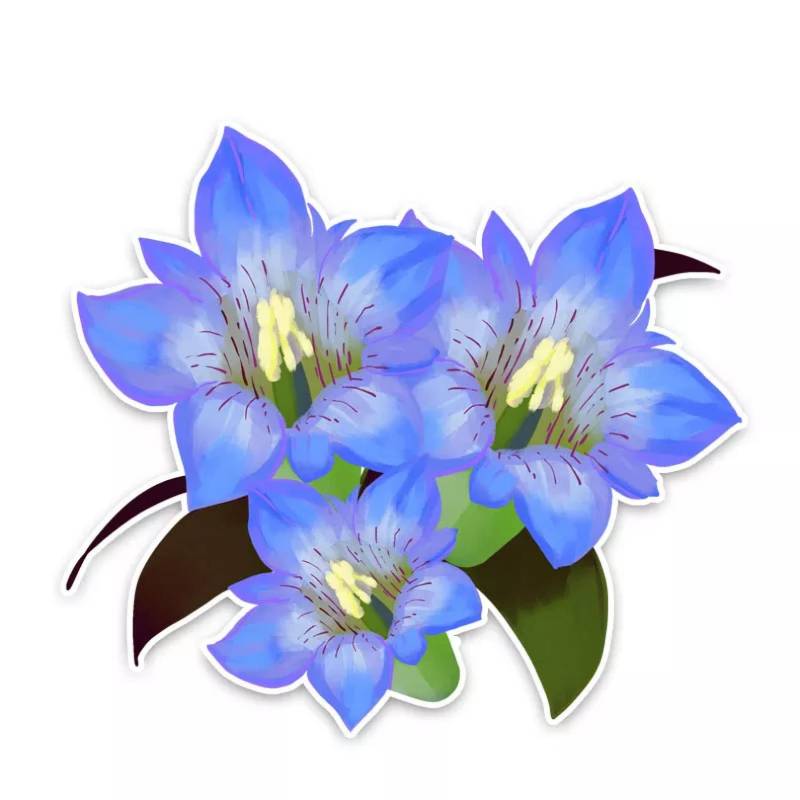 MACMRD Auto Aufkleber 14 * 12,5 cm Attraktiver Blauer Enzian-Blumen-Aufkleber Autozubehör-Aufkleber von MACMRD