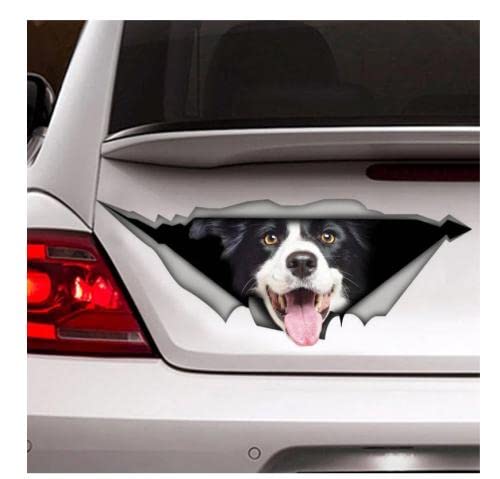 MDGCYDR Autoaufkleber 25Cm(9.8Inches) Border Collie Aufkleber Auto Aufkleber Vinyl Aufkleber Haustier Aufkleber Hund Aufkleber Border Collie Auto Aufkleber(Fd2X9864) von MDGCYDR