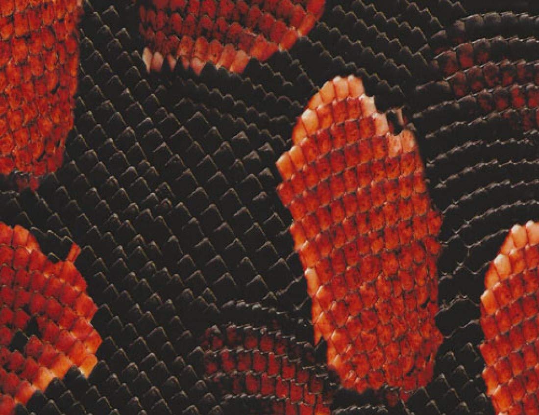 MST-DESIGN Wassertransferdruck Folie WTD I CD-90 Schlange rot Snake I 1 m in 50 cm Breite Film I Wassertransferdruckfilm WTP Water Transfer Printing Hydrographics von MST-DESIGN