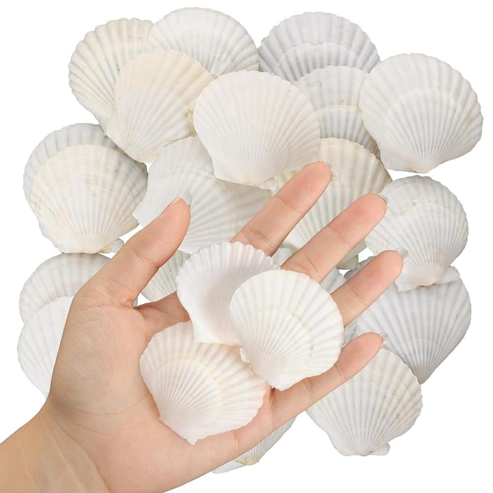 Pesfehhy 40 Stück Natürliche Jakobsmuscheln, 3,6-6,1 Cm, Kleine Muscheln zum Basteln, Muscheln in Großen Mengen, Echte Muscheln Pesfehhy 40 Stück Natürliche Jakobsmuscheln, 3,6-6,1 Cm, Kleine Muscheln zum Basteln, Muscheln in Großen Mengen, Echte Muscheln von Pesfehhy