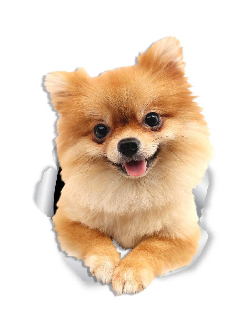 Sticker-Designs 10cm! Klebe-Folie Wetterfest Made-IN-Germany Pomeranian Zwergspitz D748 UV&Waschanlagenfest Auto-Aufkleber Profi-Qualität! von Homry