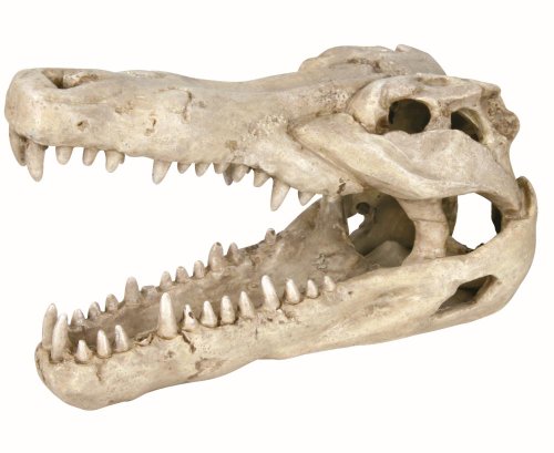 Trixie 8712 Krokodil-Schädel, 14 cm Trixie 8712 Krokodil-Schädel, 14 cm von Trixie