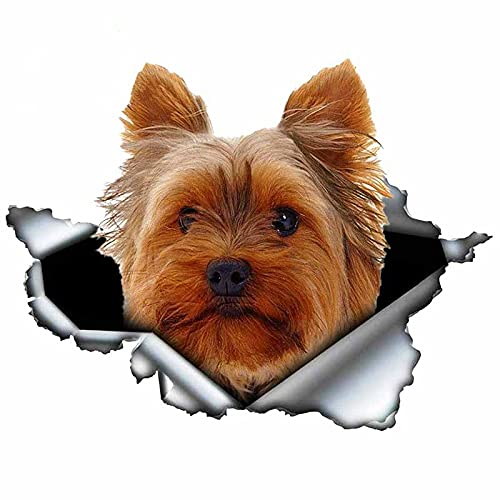 VCHSH Yorkshire Terrier Schöne Haustier Hund Auto Aufkleber wasserdichte Aufkleber Motorrad Autozubehör Dekoration PVC, 13 cm * 12 cm Auto-Styling-Aufkleber (Color Name : Style D) von VCHSH