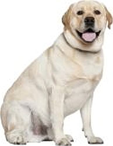 WildeBabsKLBT 15cm WUNSCHTEXT Hochwertiger Aufkleber Sticker Decal Autoaufkleber Namen Buchstaben Schriftzug Spruch Hund Welpe Foto Bild Labrador Retriever blond von WildeBabsKLBT