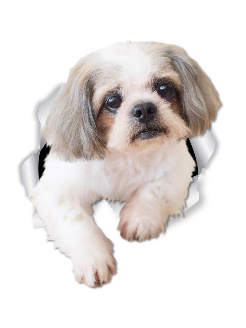 WildeBabsKLBT 15cm hochwertiger Aufkleber Sticker Decal Autoaufkleber Hell-Beige Weiß Ohren grau Shih Tzu Hund D755 3D-Effekt Rand Silber von WildeBabsKLBT