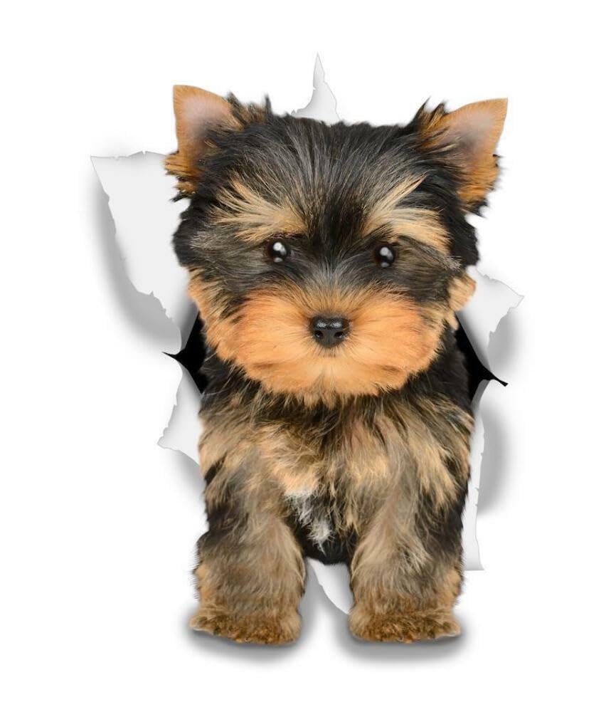 WildeBabsKLBT 15cm hochwertiger Aufkleber Sticker Decal Autoaufkleber Yorkie Yorkshire Terrier Hund hell-beige schwarz D806 3D-Effekt Rand Silber WildeBabsKLBT 15cm hochwertiger Aufkleber Sticker Decal Autoaufkleber Yorkie Yorkshire Terrier Hund hell-beige schwarz D806 3D-Effekt Rand Silber von WildeBabsKLBT