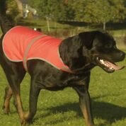 Yoko yk180 Hi-Vis Hunde Weste (hvdw15) personalisierbar oder Uni von Yoko