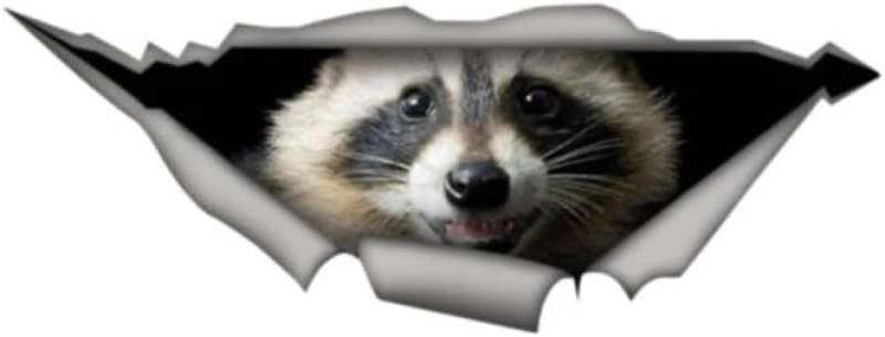 ZCHZCS 3D Raccoon wasserdichte Autoaufkleber Vinyl -Aufkleber -Stoßfänger Kratzer Aufkleber Fahrradaufkleber (Größe: 17 cm) von ZCHZCS
