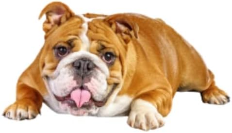 ZCHZCS Alanz3ps Verschiedene Größen Selbstklebender Aufkleber Hundewagen Aufkleber wasserdichte Auto-Dekore Auf Stoßfänger Heckscheiben-Laptop 20 cm Autoaufkleber Auto Aufkleber Autoaufkleber von ZCHZCS