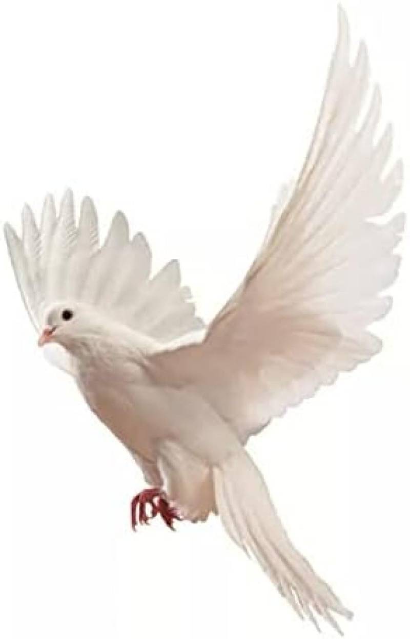 ZCHZCS Car Sticker Cute Dove Auto Aufkleber PVC Fenster Autoaufkleber Dekoration Wasserdicht 3PS von ZCHZCS
