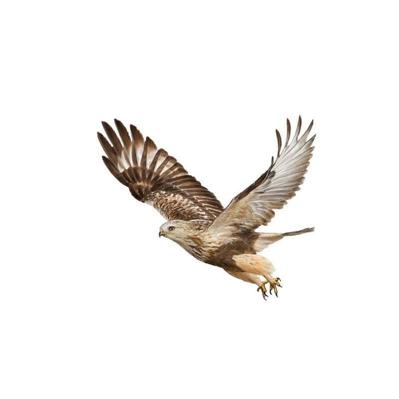 ihreesy 3d Adler Autoaufkleber,Wasserdicht Fahrzeug Dekoration Anti-Kratzer Vinyl Auto Aufkleber Motorhaube Karosserie Aufkleber Körper Aufkleber Auto Styling Dekoration Sticker,#D von ihreesy
