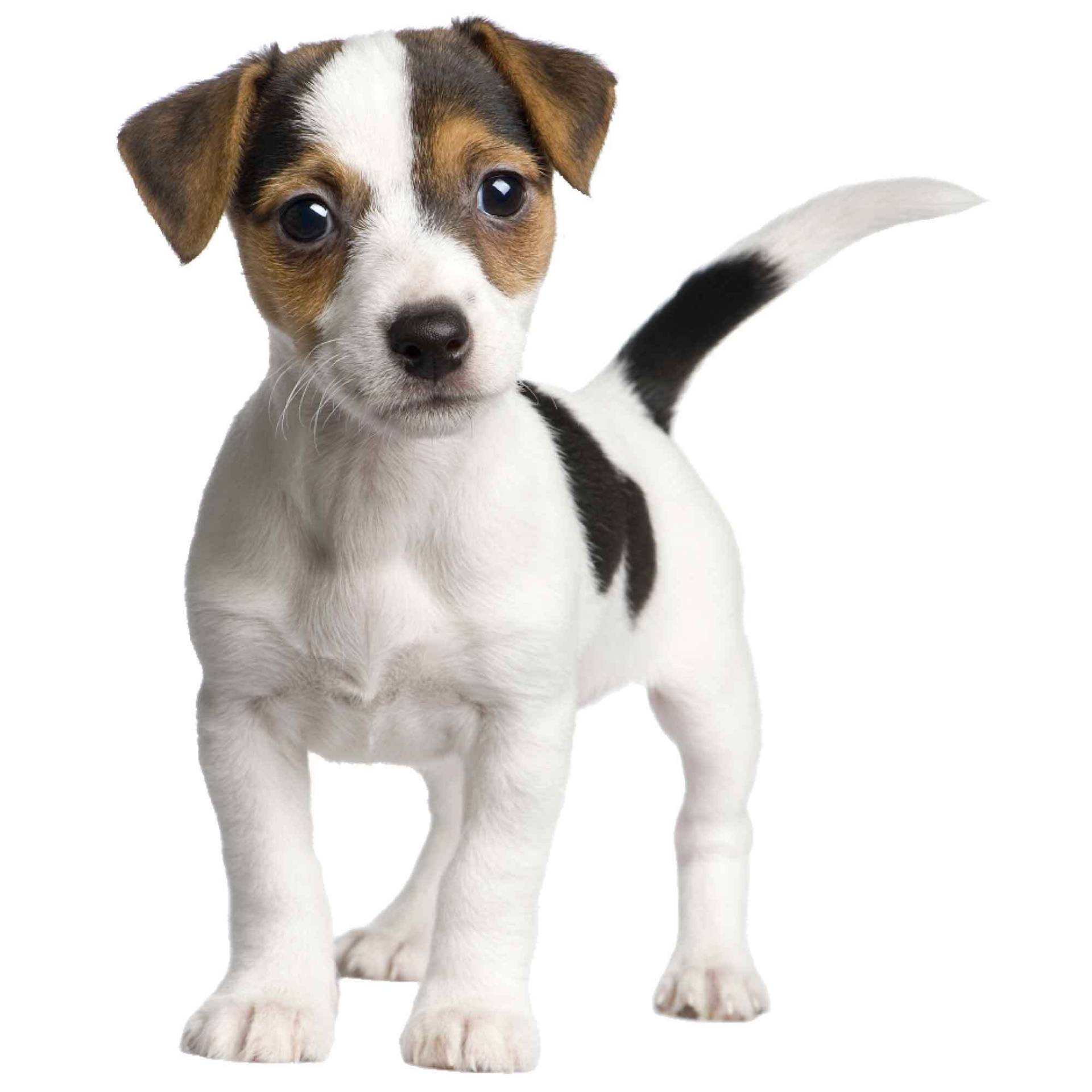 kleberio Aufkleber Jack Russel Terrier selbstklebend Sticker Autoaufkleber Motorradhelm Dekoration Wohnwagen Heckscheibenaufkleber Car Set wetterfest 10 x 12 cm kleberio Aufkleber Jack Russel Terrier selbstklebend Sticker Autoaufkleber Motorradhelm Dekoration Wohnwagen Heckscheibenaufkleber Car Set wetterfest 10 x 12 cm von kleberio