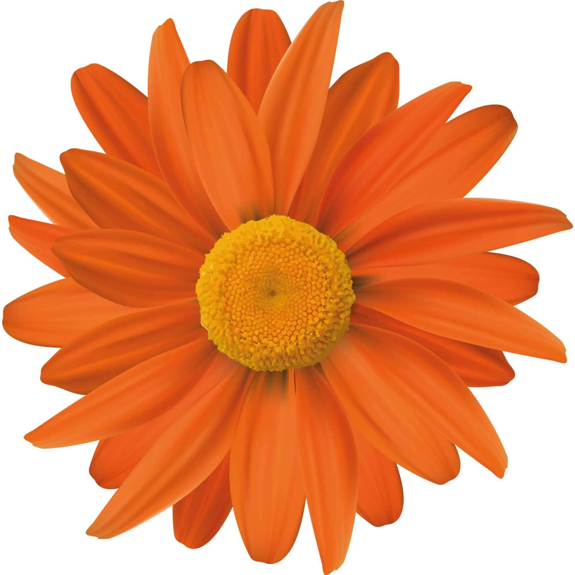kleberio Selbstklebender Aufkleber Sticker Autoaufkleber wetterfest Blumen Mülltonne Blumenwiese Dekoration Fensterbild Fliesenaufkleber 10 x 10 cm - Orange Gerbera - kleberio Selbstklebender Aufkleber Sticker Autoaufkleber wetterfest Blumen Mülltonne Blumenwiese Dekoration Fensterbild Fliesenaufkleber 10 x 10 cm - Orange Gerbera - von kleberio