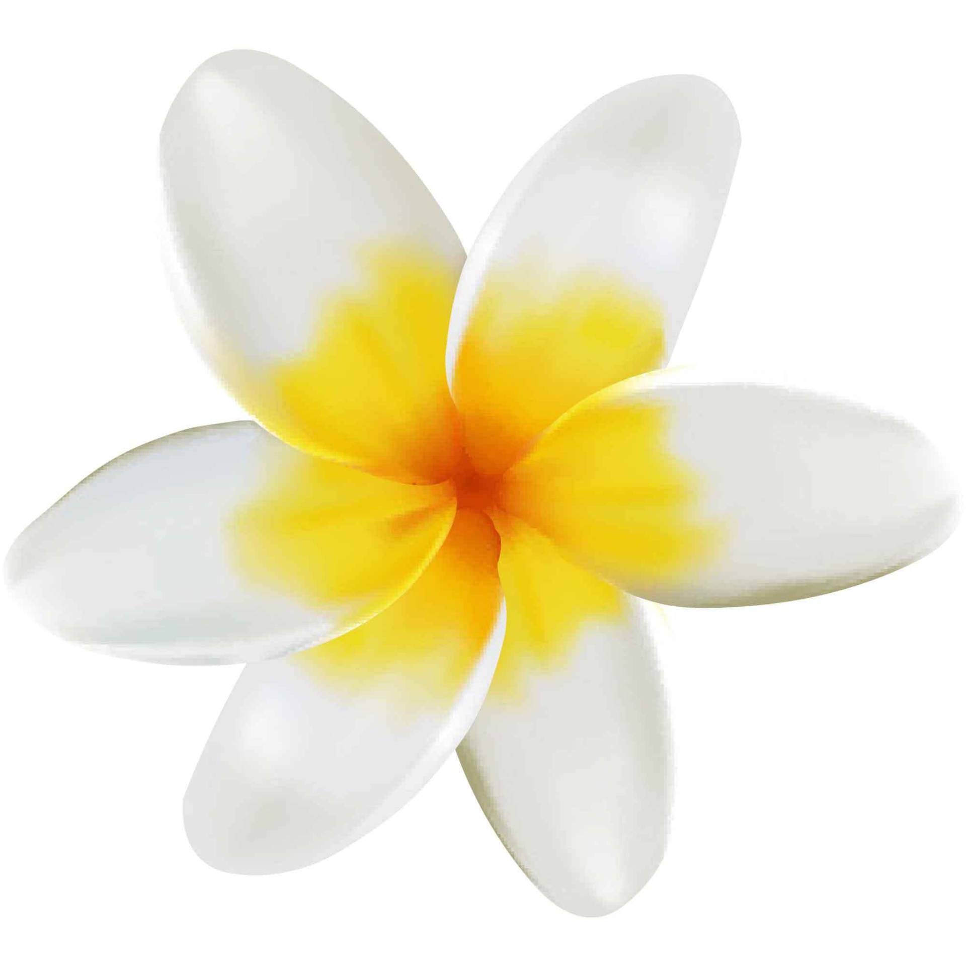 kleberio Selbstklebender Aufkleber Sticker Autoaufkleber wetterfest Blumen Mülltonne Blumenwiese Dekoration Fensterbild Fliesenaufkleber 10 x 11 cm - Gelbe Frangipani - kleberio Selbstklebender Aufkleber Sticker Autoaufkleber wetterfest Blumen Mülltonne Blumenwiese Dekoration Fensterbild Fliesenaufkleber 10 x 11 cm - Gelbe Frangipani - von kleberio