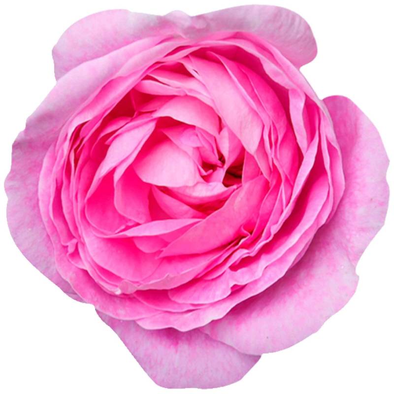 kleberio Selbstklebender Aufkleber Sticker Autoaufkleber wetterfest Blumen Mülltonne Blumenwiese Dekoration Fensterbild Fliesenaufkleber 20 x 20 cm - Rose pink - von kleberio