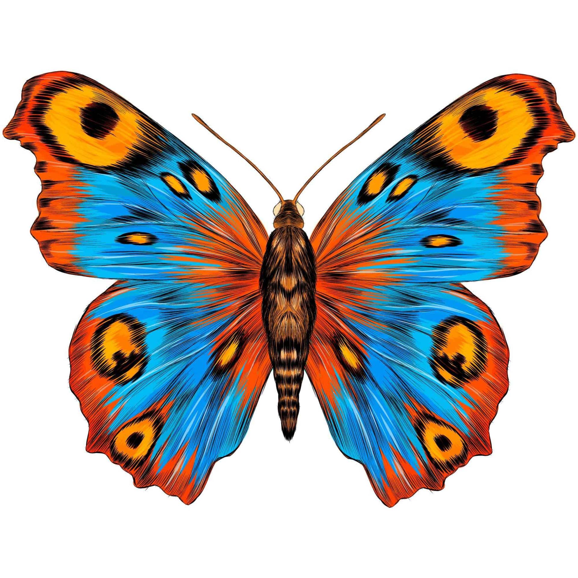 kleberio Wunderschöner Aufkleber - Schmetterling Pfauenauge - selbstklebend Sticker Autoaufkleber Wohnwagen Heckscheibenaufkleber Car Set Laptop Badezimmer Küche wetterfest 12 x 9 cm kleberio Wunderschöner Aufkleber - Schmetterling Pfauenauge - selbstklebend Sticker Autoaufkleber Wohnwagen Heckscheibenaufkleber Car Set Laptop Badezimmer Küche wetterfest 12 x 9 cm von kleberio