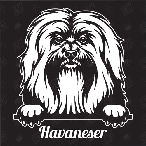 Havaneser Version 1 - Sticker, Aufkleber, Hundeaufkleber, Autoaufkleber, Hund, Auto, Hunderassen, Mischling, Mix, Tiere, Haustier (AUCH MIT Wunschname MÖGLICH) von speedwerk-motorwear