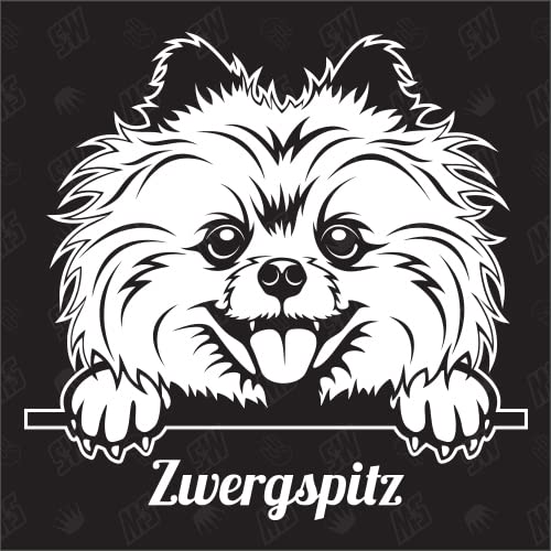 speedwerk-motorwear Zwergspitz Spitz Pomeranian Version 1 - Sticker, Hundeaufkleber, Autoaufkleber, Hund, Auto, Hunderassen, Aufkleber, Mischling, Mix, Tiere, Haustier (AUCH MIT Wunschname MÖGLICH) von speedwerk-motorwear
