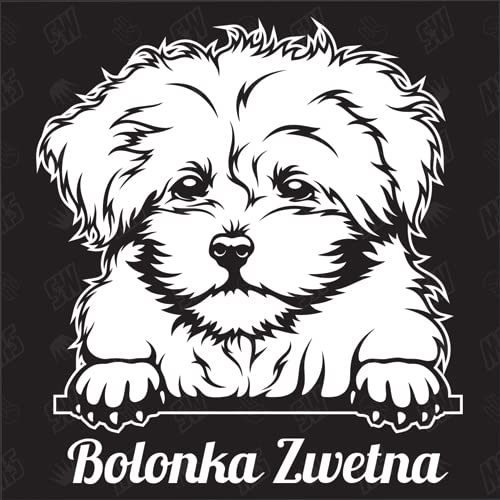 speedwerk-motorwear Bolonka Zwetna Version 3 - Sticker, Aufkleber, Hundeaufkleber, Autoaufkleber, Hund, Auto, Hunderassen, Mischling, Mix, Tiere, Haustier (AUCH MIT Wunschname MÖGLICH) von speedwerk-motorwear