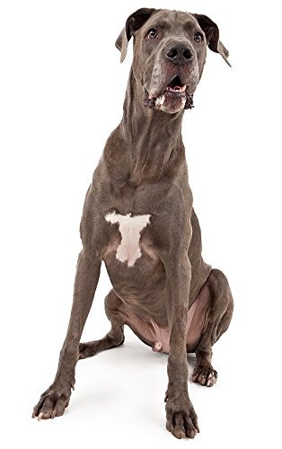 Hunde Aufkleber Sticker Motiv Deutsche Dogge Tiere von sticker-dealer
