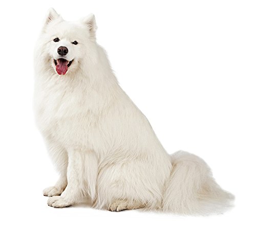 Hunde Aufkleber Sticker Samoyed Hunde Aufkleber Sticker Samoyed von sticker-dealer