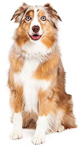 Hunde Aufkleber Sticker Australian Shepherd Hunde Aufkleber Sticker Australian Shepherd von sticker-dealer