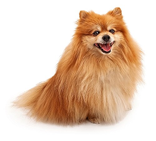Hunde Aufkleber Sticker Zwergspitz Hunde Aufkleber Sticker Zwergspitz von sticker-dealer