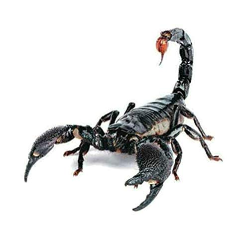 3D Skorpion Autoaufkleber Sticker Sternzeichen Tuning Tier Aufkleber Skorpione von XTRAFAST