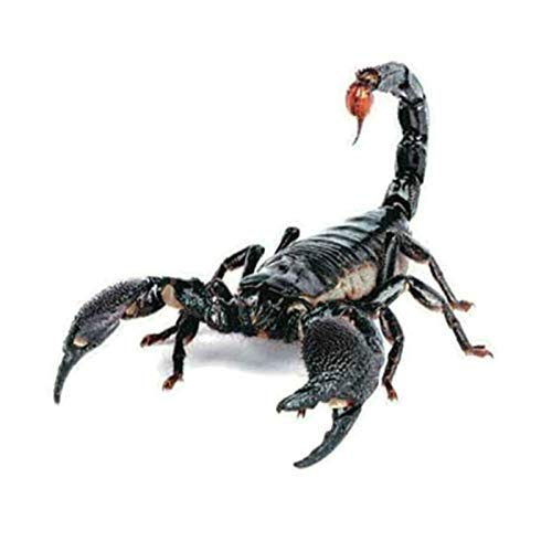 3D Skorpion Autoaufkleber Sticker Sternzeichen Tuning Tier Aufkleber Skorpione Mehrfarbig 3D Skorpion Autoaufkleber Sticker Sternzeichen Tuning Tier Aufkleber Skorpione Mehrfarbig von XTRAFAST